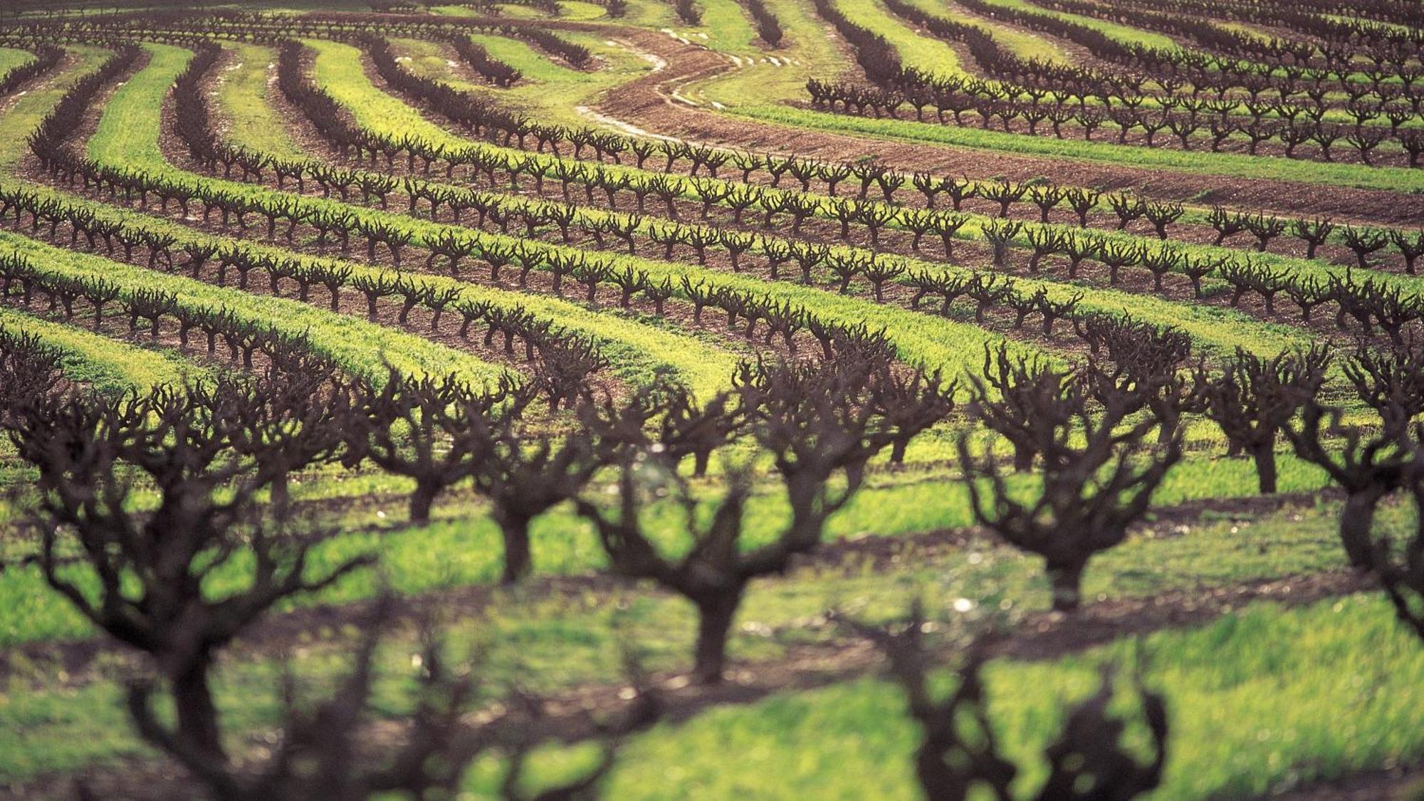 Intercontinental Adelaide By Ihg Hotel Exterior photo Almond trees in California